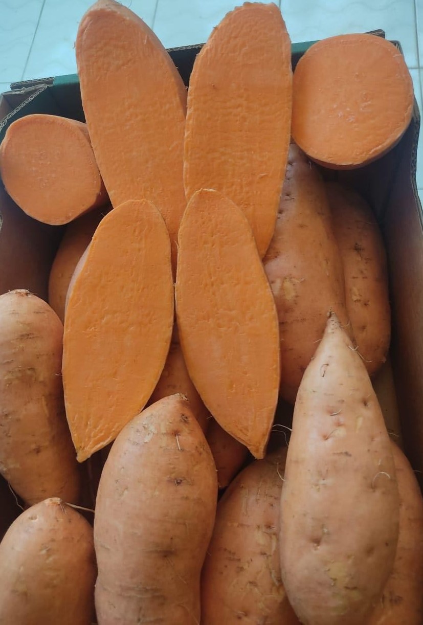 Quality Zone For Export – Premium Egyptian Agricultural Exports