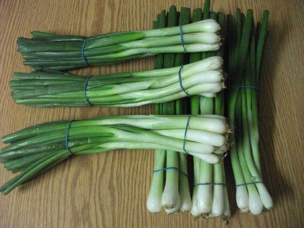 Quality Zone For Export – Premium Egyptian Agricultural Exports